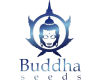 Buddha Seeds
