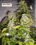 White Rhino