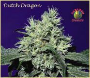 Dutch Dragon