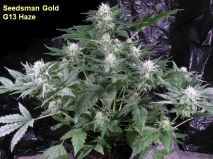 G13 Haze