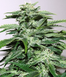 Northern Light Special